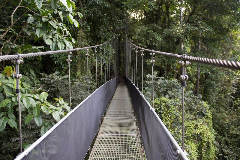 Jungle treks